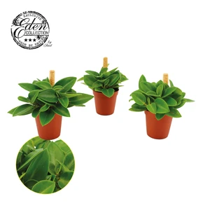 Peperomia Pixie