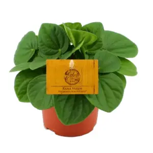 Peperomia Rana Verde