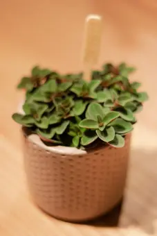 Pepomia Verticilata Red