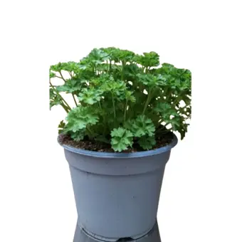 Peterselie (Krulpeterselie) - P14cm