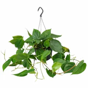 Philodendron