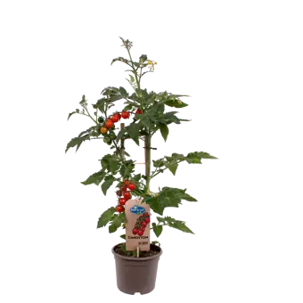 Pick-&-Joy® Candytom - Rood