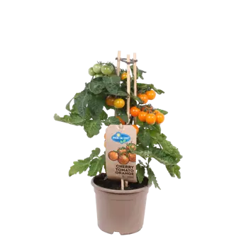 Pick-&-Joy® Cherrytomaat - Oranje
