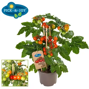 Pick-&-Joy® Cherrytomaat - Rood