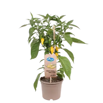 Pick-&-Joy® Hete Peper - Geel