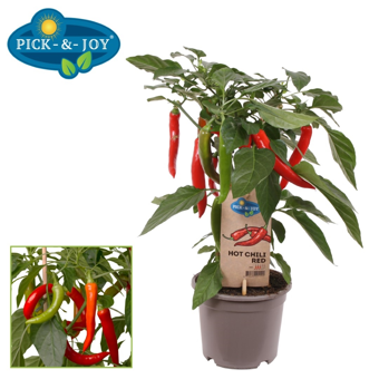 Pick-&-Joy® Hete Peper - Rood