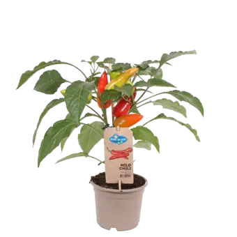 Pick-&-Joy® Milde Peper