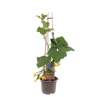 Pick-&-Joy® Snackkomkommer