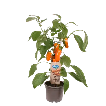 Pick-&-Joy® Snackpaprika - Oranje