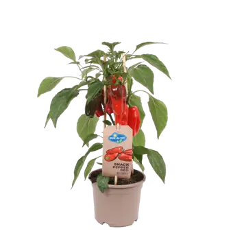 Pick-&-Joy® Snackpaprika - Rood