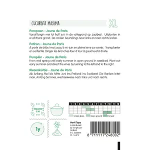 Pompoenen 'Jaune de Paris' - afbeelding 2