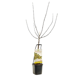 Pruimenboom 'Reine Claude D'Oullins'