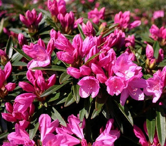 Rhododendron Ponticum 'Graziella'