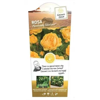 Roos 'Absolutely Fabulous'®