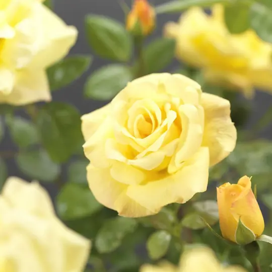 Roos 'Arthur Bell' - afbeelding 3