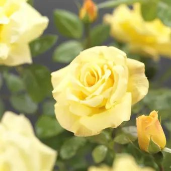 Roos 'Arthur Bell' - afbeelding 3