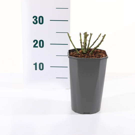 Roos 'Arthur Bell' - afbeelding 2