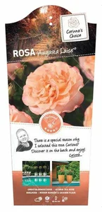 Roos 'Auguste Luise'