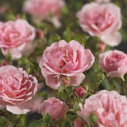 Roos 'Bonica'® - afbeelding 3