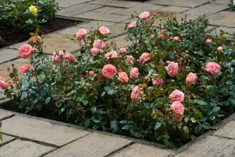 Roos 'Bonica'® - afbeelding 4