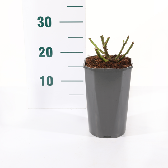 Roos 'Bonica'® - afbeelding 2