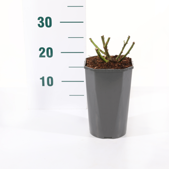 Roos 'Bonica'® - afbeelding 2