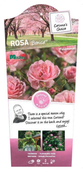Roos 'Bonica'®