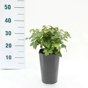 Roos 'Chippendale'® - afbeelding 2