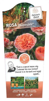 Roos 'Chippendale'®