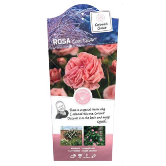 Roos 'Coral Dawn'