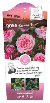 Roos 'Eeuwige Passie'®