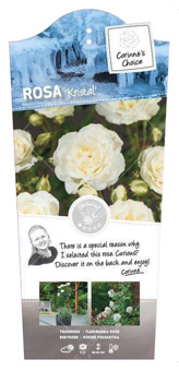 Roos 'Kristal'