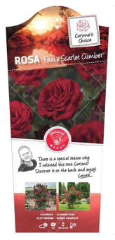 Roos 'Paul's Scarlet Climber'