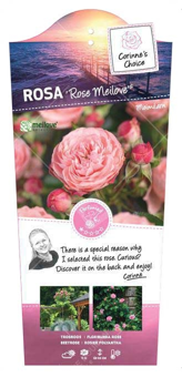 Roos 'Rose Meilove'®