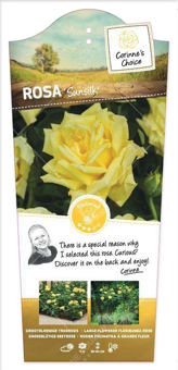 Roos 'Sunsilk'