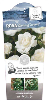 Rosa 'Climbing Iceberg'®