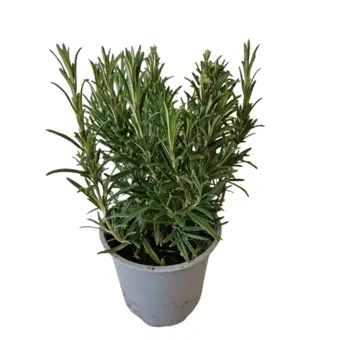 Rozemarijn - P15cm