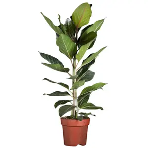 Rubberplant 'Joy' - P21cm