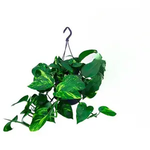 Scindapsus