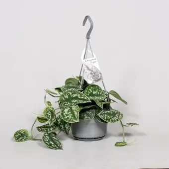 Scindapsus/Zilverrank - P14cm