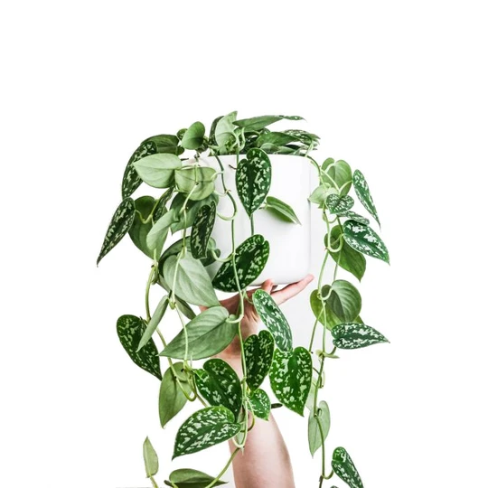 Scindapsus/Zilverrank - P14cm - afbeelding 1