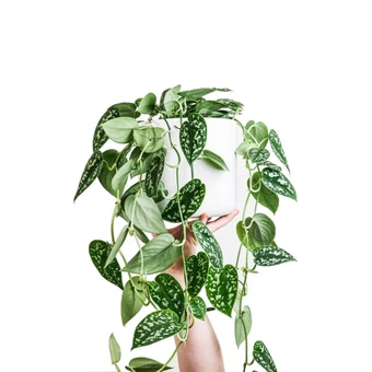 Scindapsus/Zilverrank - P14cm