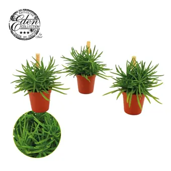 Senecio Archeri Himalaya