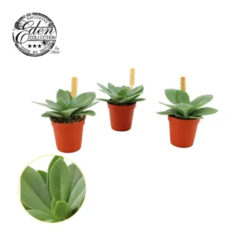 Senecio Cephalophorus