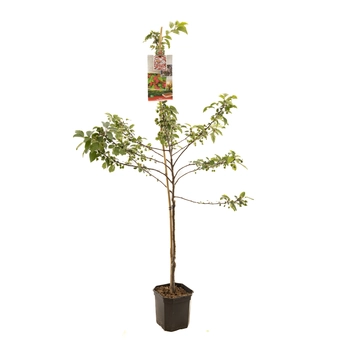 Sierappelboom 'Red Sentinel' - Laagstam