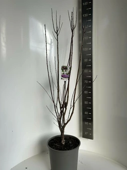 Sierpruim 'Crimson Pointe' - P29cm