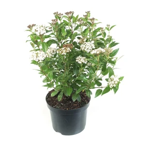 Sneeuwbal 'Gwenllian'