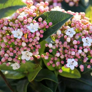 Sneeuwbal 'Lisarose'