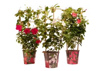 Sundaville/Dipladenia Rek/Boog Div P19