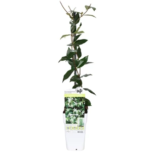 Toscaanse Jasmijn 'Star Of Venice'